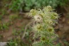Cirsium wallichii